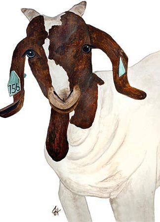 Goat head on a white tea towel on a white background