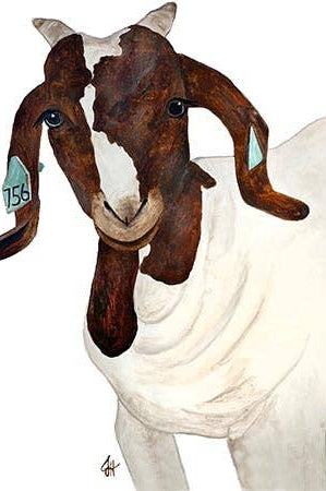 Goat head on a white tea towel on a white background