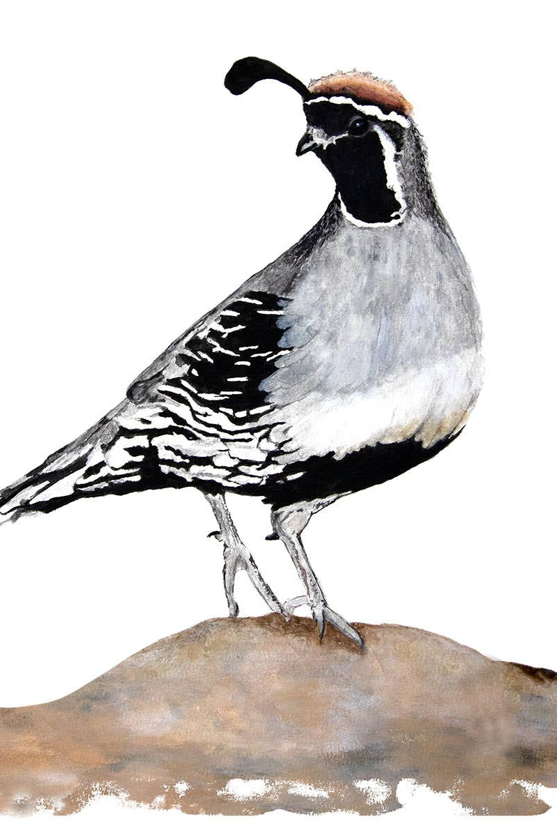 Black and white bird on a rock with a white tea towell