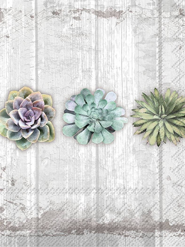Three succulent plants on a textured white background, cocktail napkins