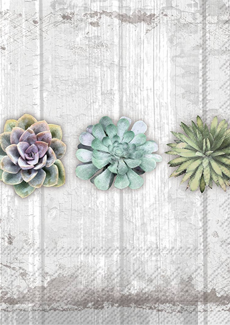 Three succulent plants on a textured white background, cocktail napkins