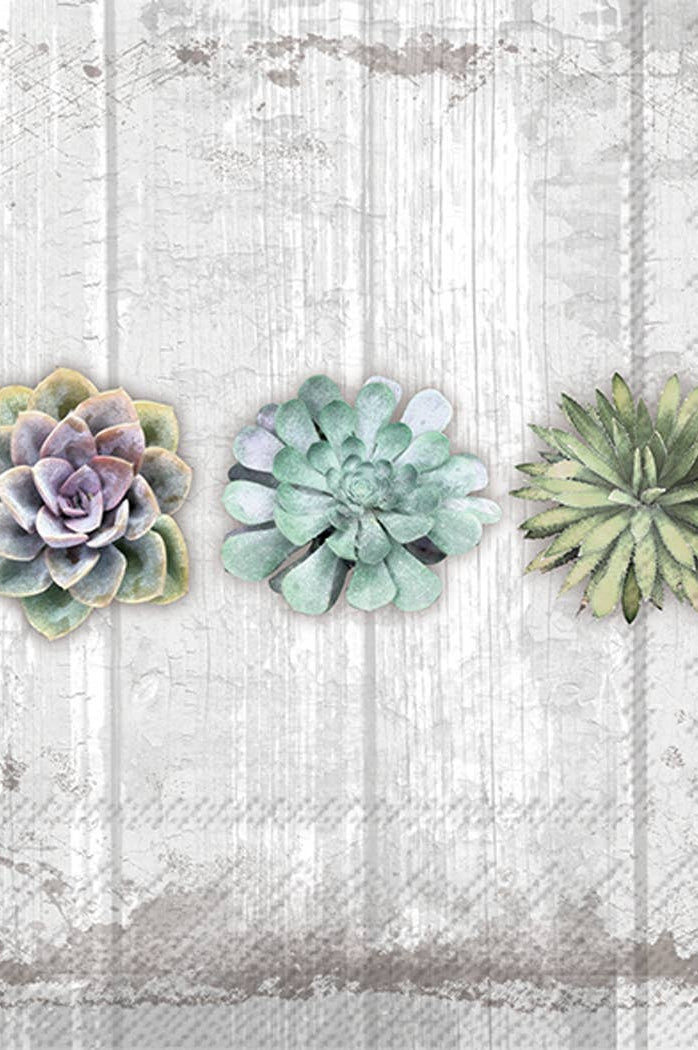 Three succulent plants on a textured white background, cocktail napkins