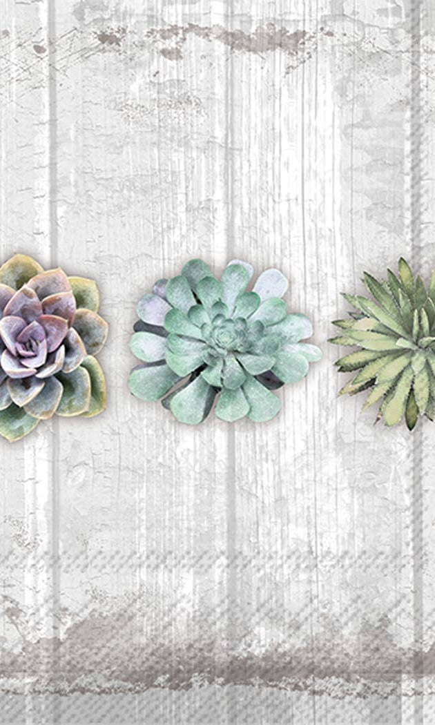 Three succulent plants on a textured white background, cocktail napkins