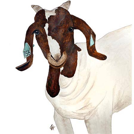 Goat head on a white tea towel on a white background