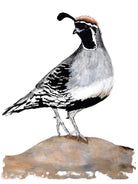 Black and white bird on a rock with a white tea towell