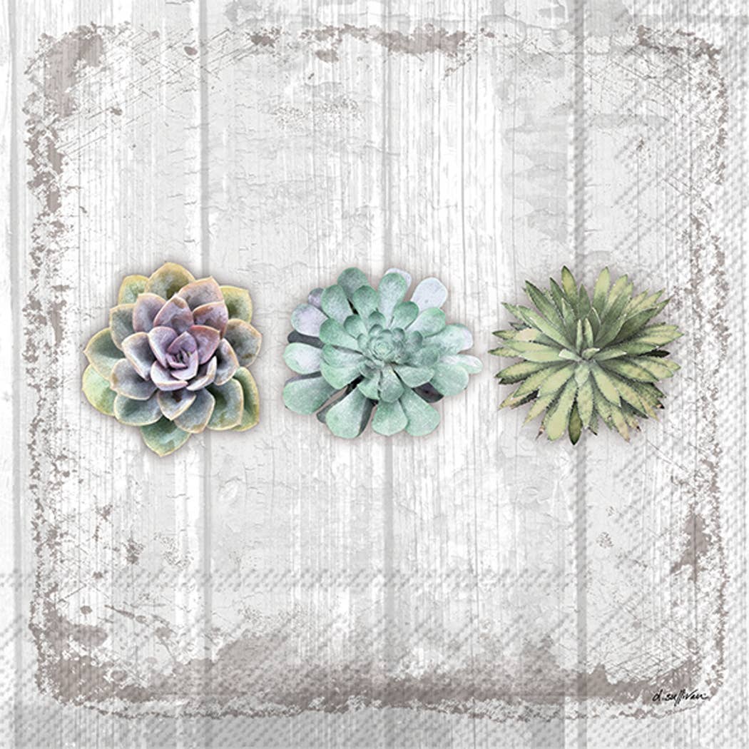 Three succulent plants on a textured white background, cocktail napkins